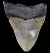 Bargain, Megalodon Tooth - North Carolina #80867-2